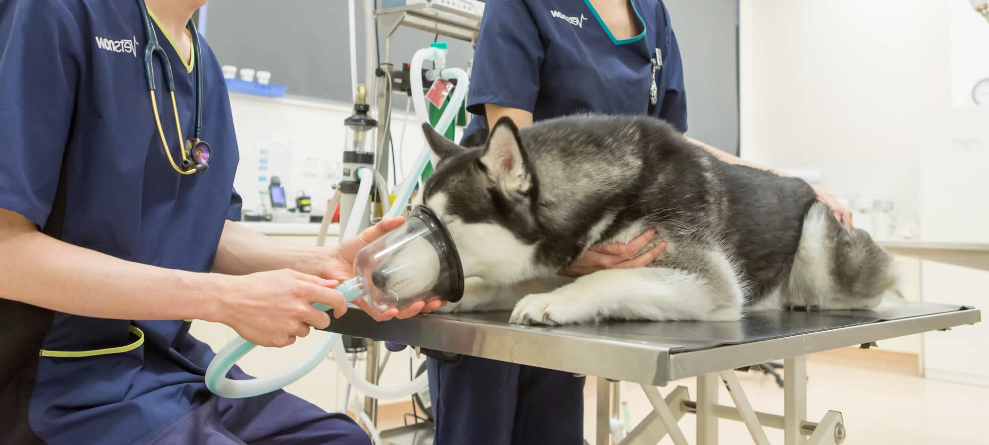 Clinica Veterinária em Alta Floresta MT