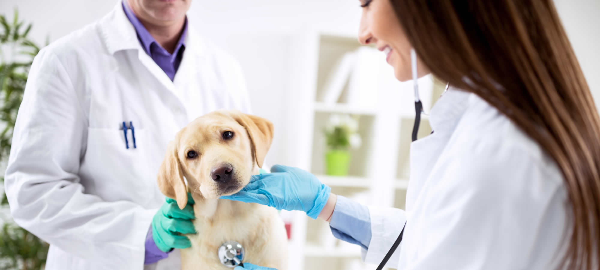 Clinica Veterinária em Alta Floresta MT