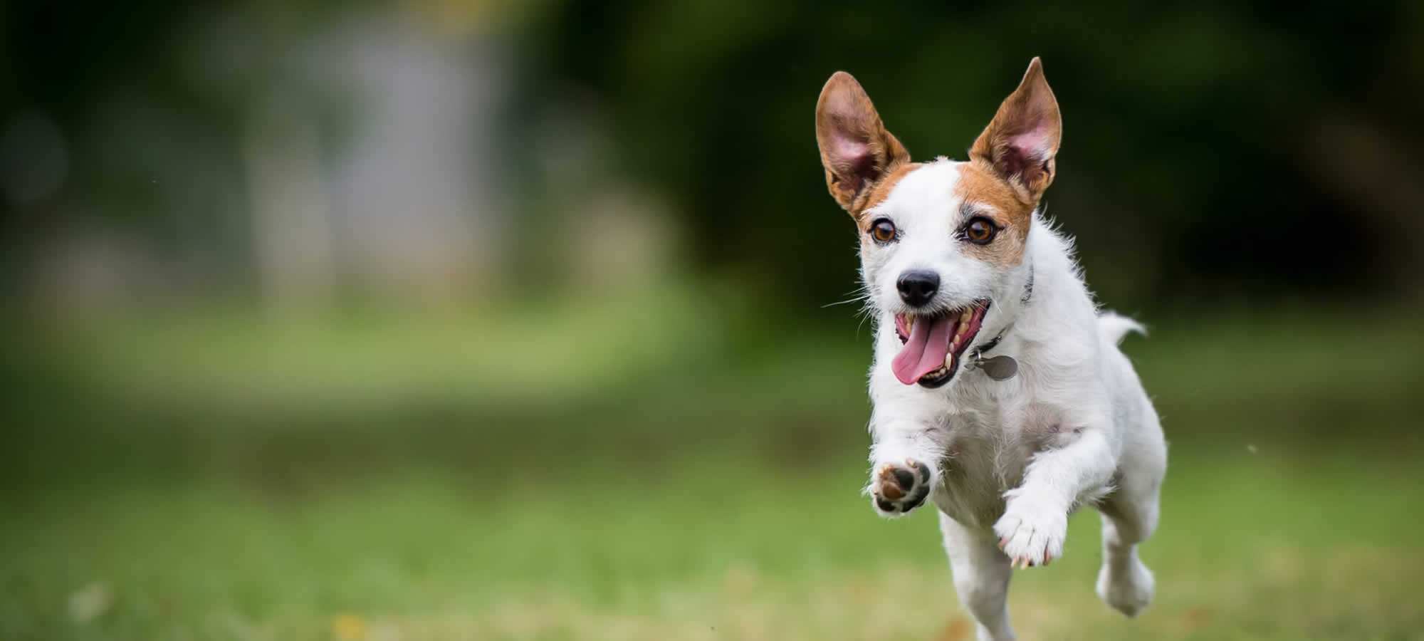 Clinica Veterinária em Alta Floresta MT