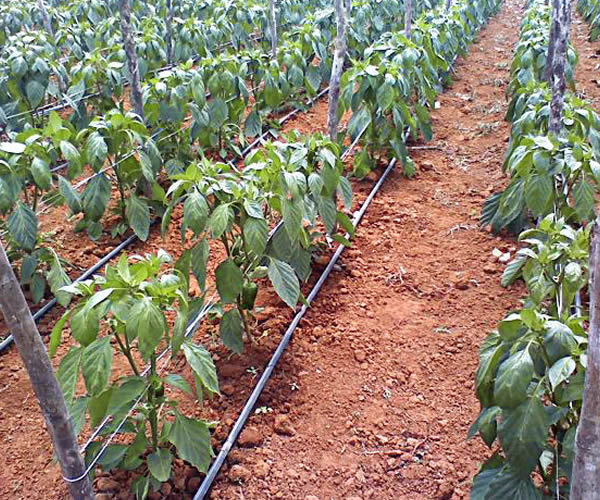 Irrigação por Gotejamento
