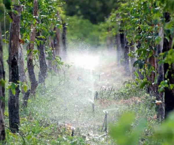 Irrigação por Microaspersão