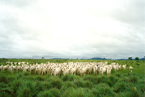 APF - Autorização Provisória de Funcionamento Rural